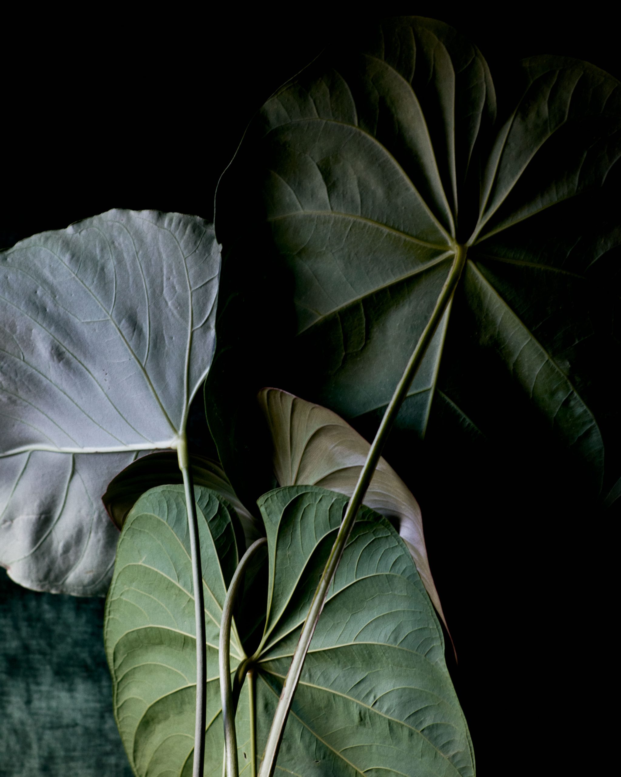 Pleasure Garden Magazine - Palm Courts