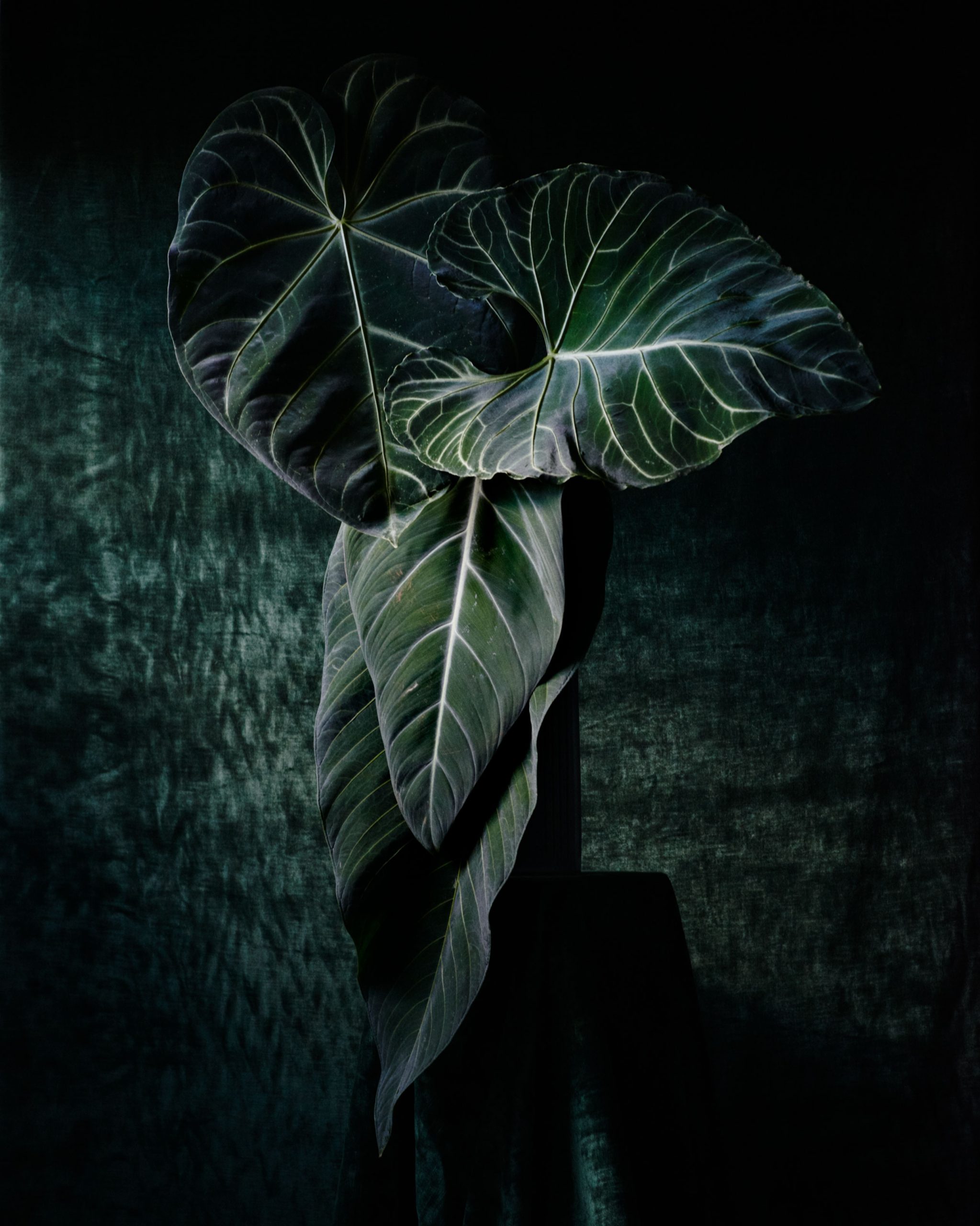 Pleasure Garden Magazine - Palm Courts
